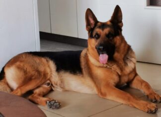 Día del perro: Consejos y productos esenciales para dar la bienvenida a tu nueva mascota perro