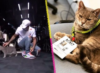 Murió Formulino, el gato de Imola que daba buena suerte a los pilotos de Fórmula 1 f1