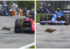 Choque con una marmota arruinó la carrera de Hamilton en Canadá