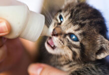 ¿Acabas de adoptar un gato cachorro y no sabes cómo alimentarlo?