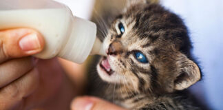 ¿Acabas de adoptar un gato cachorro y no sabes cómo alimentarlo?