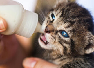 ¿Acabas de adoptar un gato cachorro y no sabes cómo alimentarlo?